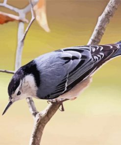 Breasted Nuthatch Bird Diamond Paintings