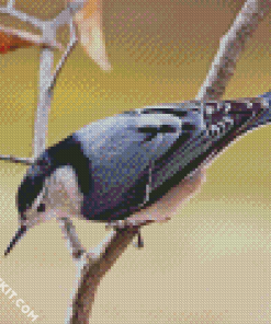 Breasted Nuthatch Bird Diamond Paintings