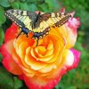 Aesthetic Butterfly Rose Diamond Paintings