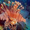 Aesthetic Lionfish Diamond Paintings