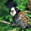 Aesthetic Marmoset Animal Diamond Paintings