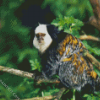 Aesthetic Marmoset Animal Diamond Paintings