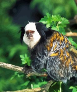 Aesthetic Marmoset Animal Diamond Paintings