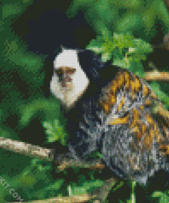 Aesthetic Marmoset Animal Diamond Paintings