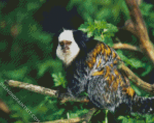 Aesthetic Marmoset Animal Diamond Paintings