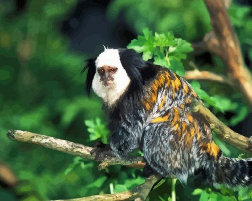 Aesthetic Marmoset Animal Diamond Paintings