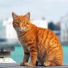 Aesthetic Orange Tabby Cat Diamond Paintings