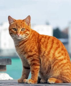 Aesthetic Orange Tabby Cat Diamond Paintings