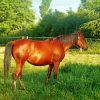 Aesthetic Brown Mare Diamond Paintings