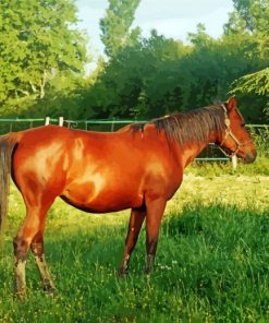 Aesthetic Brown Mare Diamond Paintings