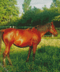 Aesthetic Brown Mare Diamond Paintings