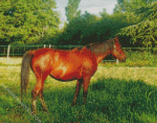 Aesthetic Brown Mare Diamond Paintings