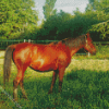 Brown Mare Diamond Paintings