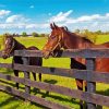 Aesthetic Farm Horses Diamond Paintings