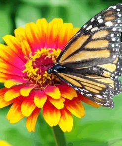 Marigold Diamond Paintings