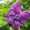 Aesthetic Purple Lilac Tree Diamond Paintings