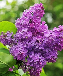 Aesthetic Purple Lilac Tree Diamond Paintings