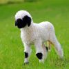 Baby Sheep Valas Blacknose Diamond Paintings