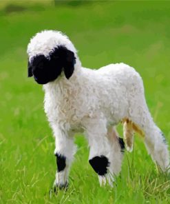 Baby Sheep Valas Blacknose Diamond Paintings