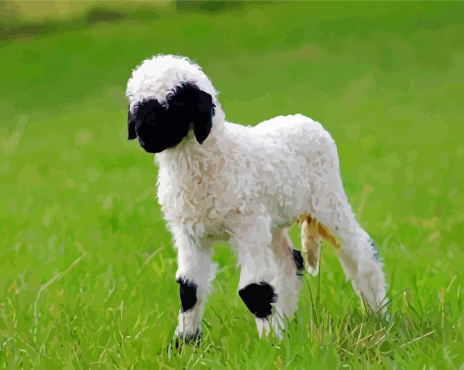 Baby Sheep Valas Blacknose Diamond Paintings