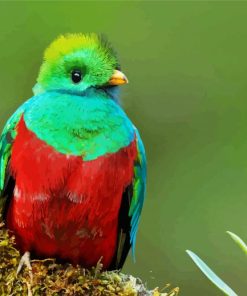 Beautiful Quetzal Bird Diamond Paintings