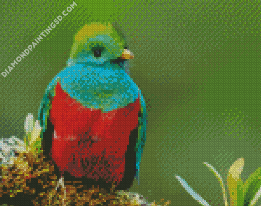 Beautiful Quetzal Diamond Paintings