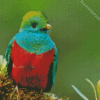 Beautiful Quetzal Bird Diamond Paintings