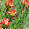 Bee On Indian Paintbrush Diamond Paintings