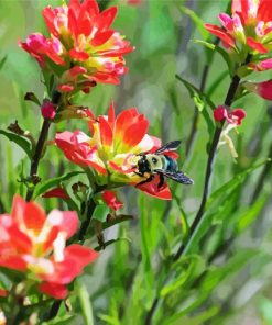 Bee On Indian Paintbrush Diamond Paintings