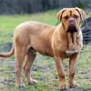 Beige Mastiff Diamond Paintings