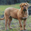 Beige Mastiff Diamond Paintings