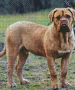 Beige Mastiff Diamond Paintings