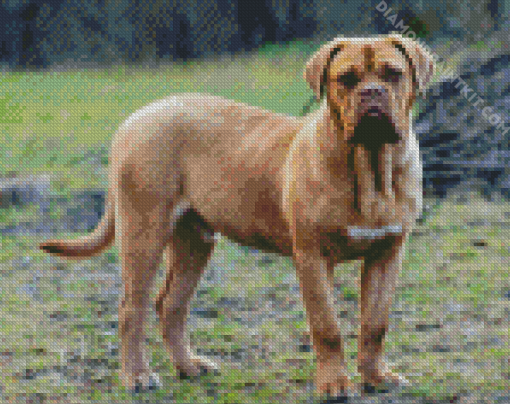 Beige Mastiff Diamond Paintings