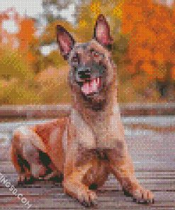 Belgian Malinois Dog Pet diamond painting