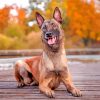 Belgian Malinois Dog Pet diamond painting