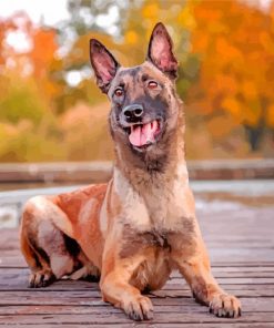 Belgian Malinois Dog Pet diamond painting