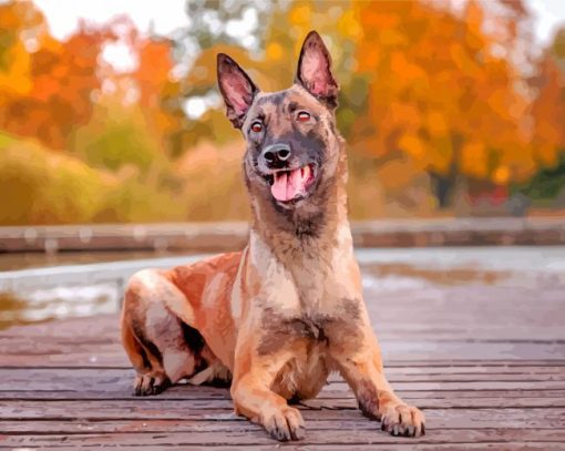 Belgian Malinois Dog Pet diamond painting