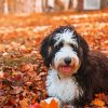 Bernedoodle In The Leaves Diamond Paintings