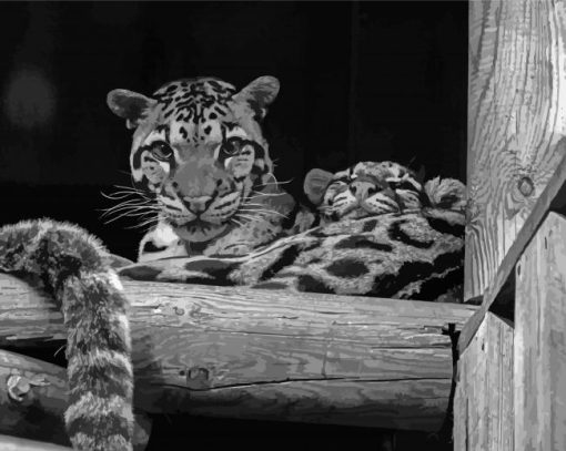 Black And White Baby Tigers Diamond Paintings