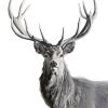 Black And White Highland Stag Animal Diamond Paintings