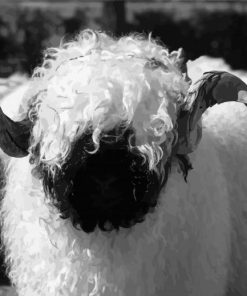 Black And White Valais Blacknose Diamond Paintings