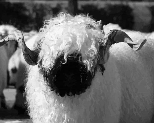 Black And White Valais Blacknose Diamond Paintings