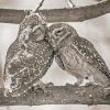 Black And White Owl Couple Diamond Paintings