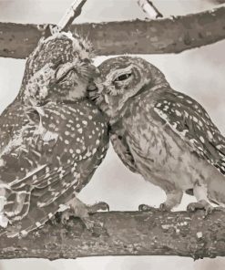 Black And White Owl Couple Diamond Paintings