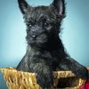 Black Cairn Terrier In Basket Diamond Paintings