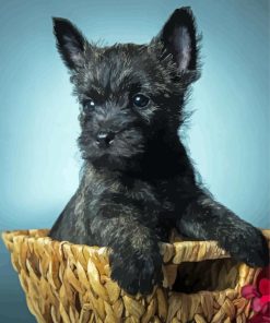 Black Cairn Terrier In Basket Diamond Paintings