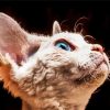 Cute Blue Eyes Devon Rex Cat Diamond Paintings