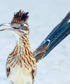 Tailed Roadrunner Diamond Paintings