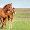 Brown Mares Diamond Paintings