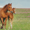 Brown Mares Diamond Paintings